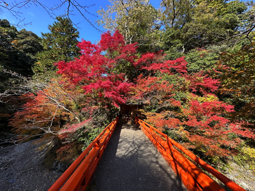 指月橋の紅葉